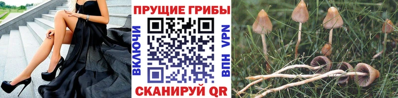 Псилоцибиновые грибы Psilocybine cubensis  Зерноград 