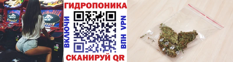 Шишки марихуана семена  даркнет сайт  Зерноград 